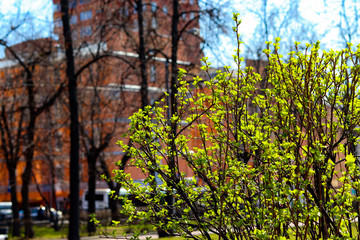 Green blooming bush in a cozy city park