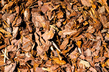 Fresh wooden flinders in the ground in the sunlight