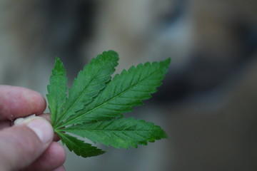 blurred background dog nose sniffs hemp leaf closely
