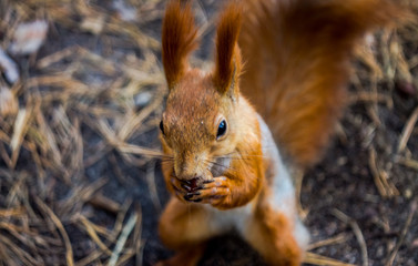 Squirrel in the Tanais park, Voronezh