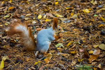 Squirrel in the Tanais park, Voronezh