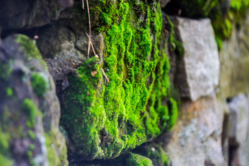 Stone wall covered with green moss
