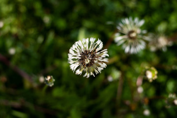 Dandelion flower in a macro view in a garden