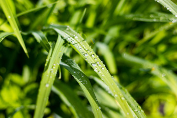 Fototapeta na wymiar Fresh grass with dew on a sunny day