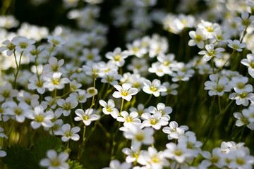 White gorgeous primroses in the lights of the sun