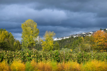 Rheininsel Niederwerth mit Spargelfeldern und Spargelkraut mit Blick auf Vallendar am Rhein Ende Oktober 2019 - Stockfoto