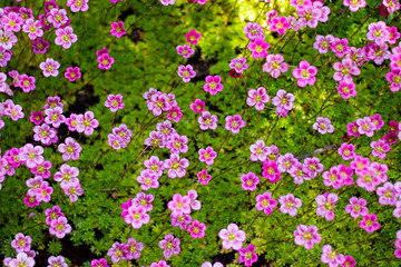 Fototapeta premium Primroses view from the top, green grass below