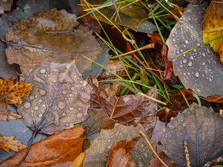 wet fallen leaves