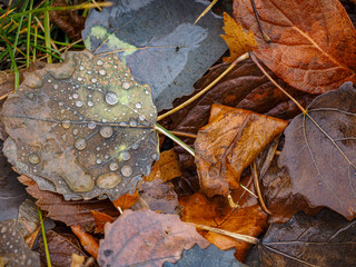 closeup leaves in rain