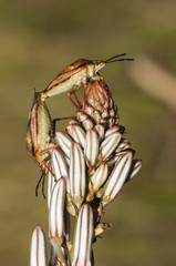 Carpocoris species mating on Asphodelus flowers in meadow of Andalucia on natural green background
