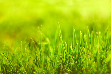 Obraz premium Green grass with sunlight. Nature background. Spring field, meadow