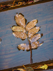 wet autumn leaf on deck
