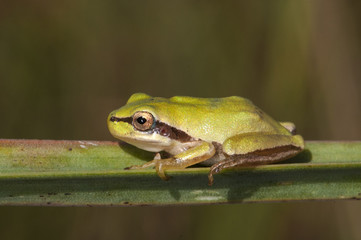 Hyla meridionalis Mediterranean tree frog beautiful immature specimens of this small tree frog perched on Asphodelus leaves in a flooded area