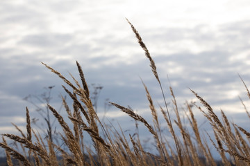 Obraz premium ears of wheat against a cloudy sky