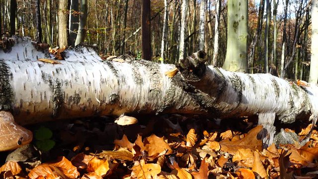 Timber fungus on the tree trunk.