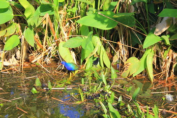 bird on the water 