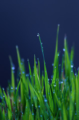 Obraz premium Beautiful raindrops on the green grass; intensely green leaves on a dark blue background