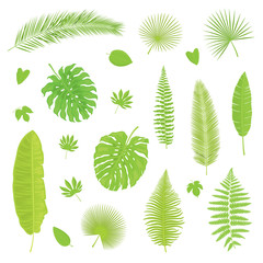 Vector set of isolated, colorful, detailed tropical leaves on white background. Illustration for design. 