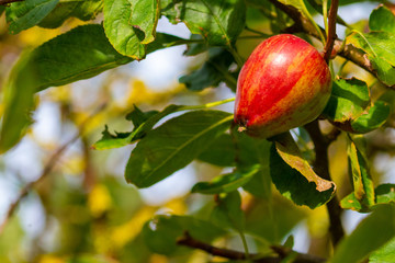 Roter Apfel an einem Baum