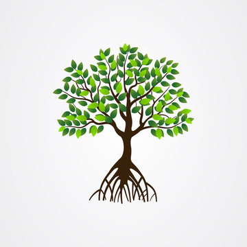Mangrove tree with roots and green leaves vector illustration.