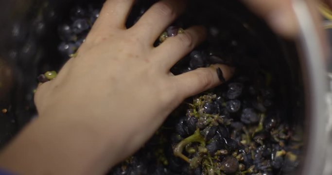 Woman's Hand Crushing Grapes In Stainless Steel Tub As Part Of Testing Process For Wine Making. Slow Motion, Macro 4K With Shallow Focus, Recorded At 60fps