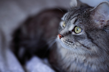 Cute fluffy cat lies on bed. Tabby lovely kitten with green eyes and long gray hair.