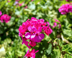 Fototapeta premium dark violet colored geranium natural bouquet close up in the garden