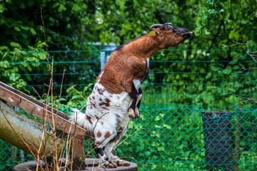 Animals in Ardennes, France