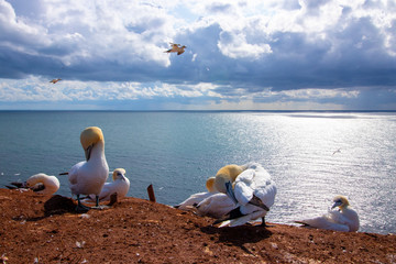 Basst&ouml;lpel auf Helgoland beim Fliegen und der Aufzucht des Nachwuchses