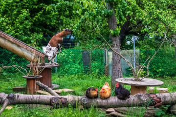 Animals in Ardennes, France