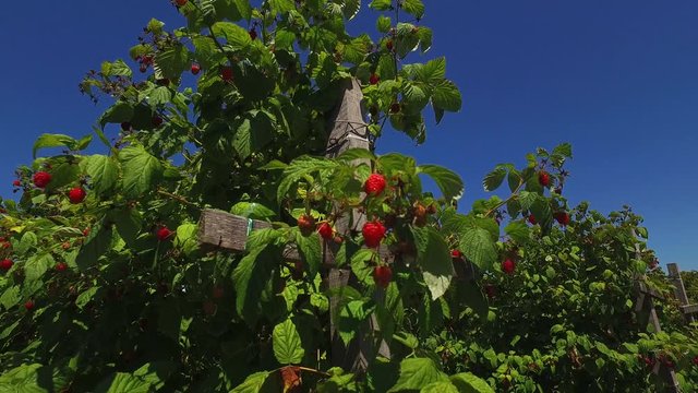 Panning from top of raspberry bush crops to the bottom