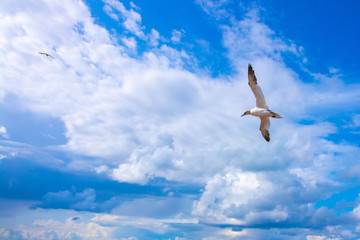 Basstölpel auf Helgoland beim Fliegen und der Aufzucht des Nachwuchses