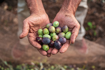Naklejka na ściany i meble The seasonal harvest of olives in Puglia, south of italy