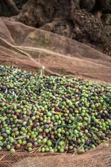 The seasonal harvest of olives in Puglia, south of italy