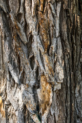 Old Wood bark macro backgrounds.