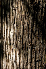 Old Wood bark macro backgrounds.