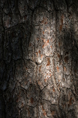 Old Wood bark macro backgrounds.