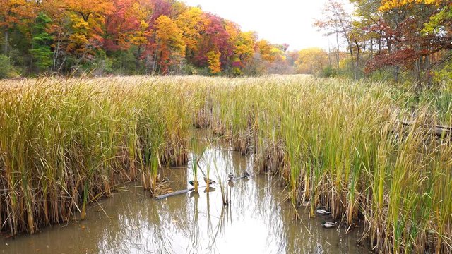 Autumn nature landscape with fall colors of forest and mallard duck group in wetlands in Burlington, Ontario, Canada