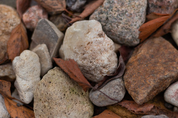 stones between which are fallen autumn leaves