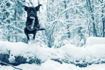 A small black dog jumps over a fallen tree in the snow. Cold winter weather, forest and snowfall. - 300728521