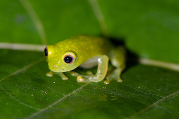 Fleischmann's Glass Frog (Hyalinobatrachium fleischmanni), Coto Brus, Costa Rica