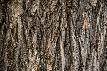 Old Wood bark macro backgrounds.