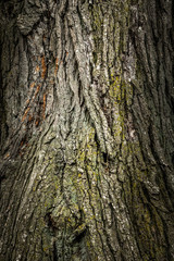 Old Wood bark macro backgrounds.