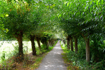 Kleine Allee mit Kopfweiden bei Rheda-Wiedenbrück