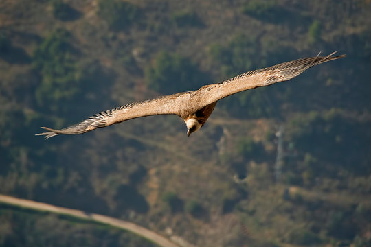 Buitre Leonado planeando en la Pe&ntilde;a de los Halcones, en la sierra de Cazorla, Segura y Las Villas.