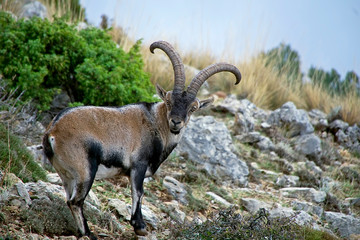 Macho de Cabra hipánica ascendiendo a la cima rocosa, en la sierra de Cazorla, Segura y Las Villas.