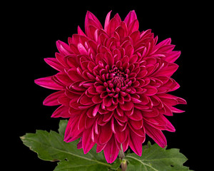 Red chrysanthemum flower, isolated on black background