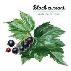 Black currant branch with berries and leaves. Watercolor botanical sketch. - 300729707