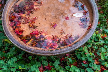 Obraz na płótnie Canvas Fall leaves and rainwater in a clay bird bath in a garden