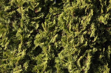 Green wooden background and texture. Sunny day of spring (summer).  